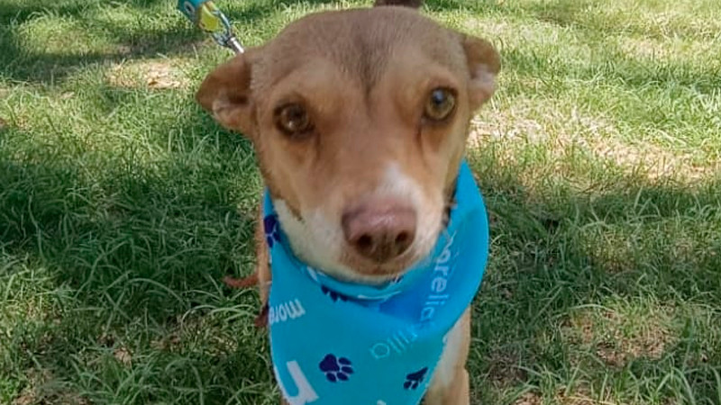 La batalla contra el frío: IMPA lanza una emprendida solidaria por proteger a los más necesitados de las heladas temperaturas invernales.