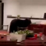 El inesperado huésped navideño: un osito negro invade una posada de Monterrey y se escapa con el delicioso secreto.