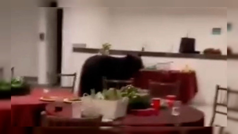 El inesperado huésped navideño: un osito negro invade una posada de Monterrey y se escapa con el delicioso secreto.