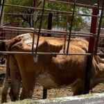 "Éxito agrícola en marcha: cómo la estrategia nacional contra el gusano barrenador está revolucionando el sector y mejorando la producción ganadera"