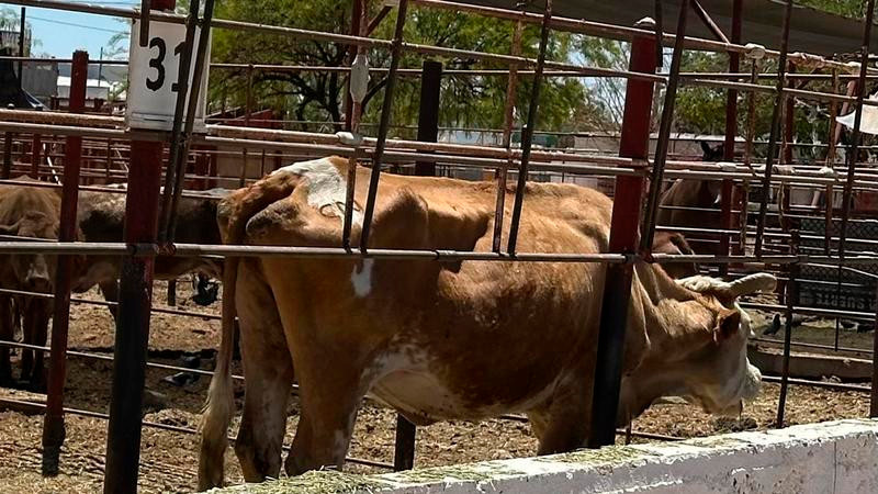 "Éxito agrícola en marcha: cómo la estrategia nacional contra el gusano barrenador está revolucionando el sector y mejorando la producción ganadera"