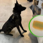 Novedoso binomio canino desenterra red de contrabando en el AICM, con sustancias ilícitas disfrazadas de cosméticos y origen en Hong Kong.