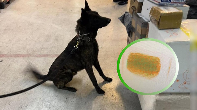 Novedoso binomio canino desenterra red de contrabando en el AICM, con sustancias ilícitas disfrazadas de cosméticos y origen en Hong Kong.