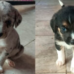 Adoptar con Pasión: La Segunda Feria de Adopciones de Morelia Llena de Esperanzas y Amor