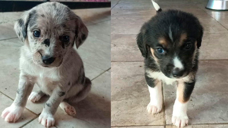 Adoptar con Pasión: La Segunda Feria de Adopciones de Morelia Llena de Esperanzas y Amor