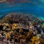 Vigencia del tratado de Alta Mar: Un paso hacia la seguridad marítima y la conservación del medio ambiente