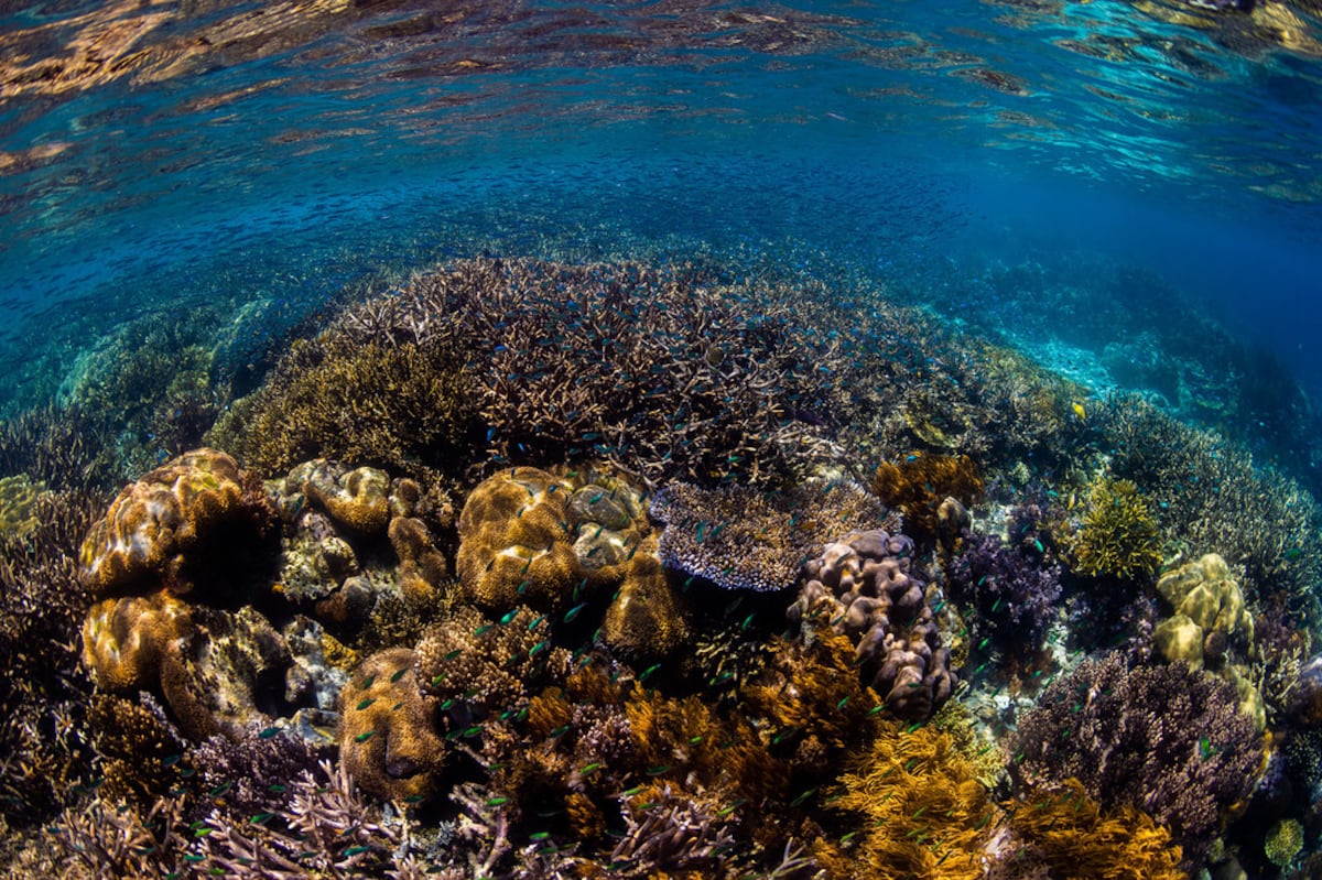 Vigencia del tratado de Alta Mar: Un paso hacia la seguridad marítima y la conservación del medio ambiente